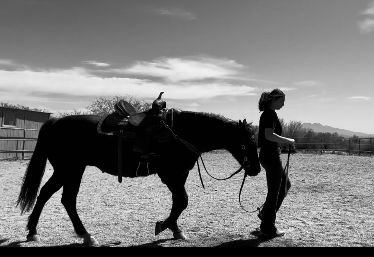 Horse grooming background